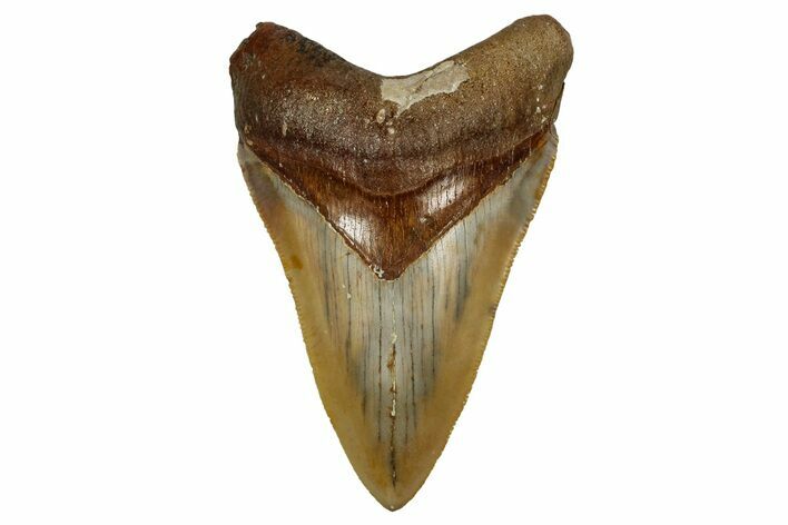 Serrated, Fossil Megalodon Tooth From Morocco - Rare Location #353014
